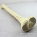 TF08 (12319) Synthetic Bones - Tibia (Direita ou Esquerda), SWABone Models / Skeleton of Lower Limb / Tibia